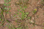 Southern marsh yellowcress